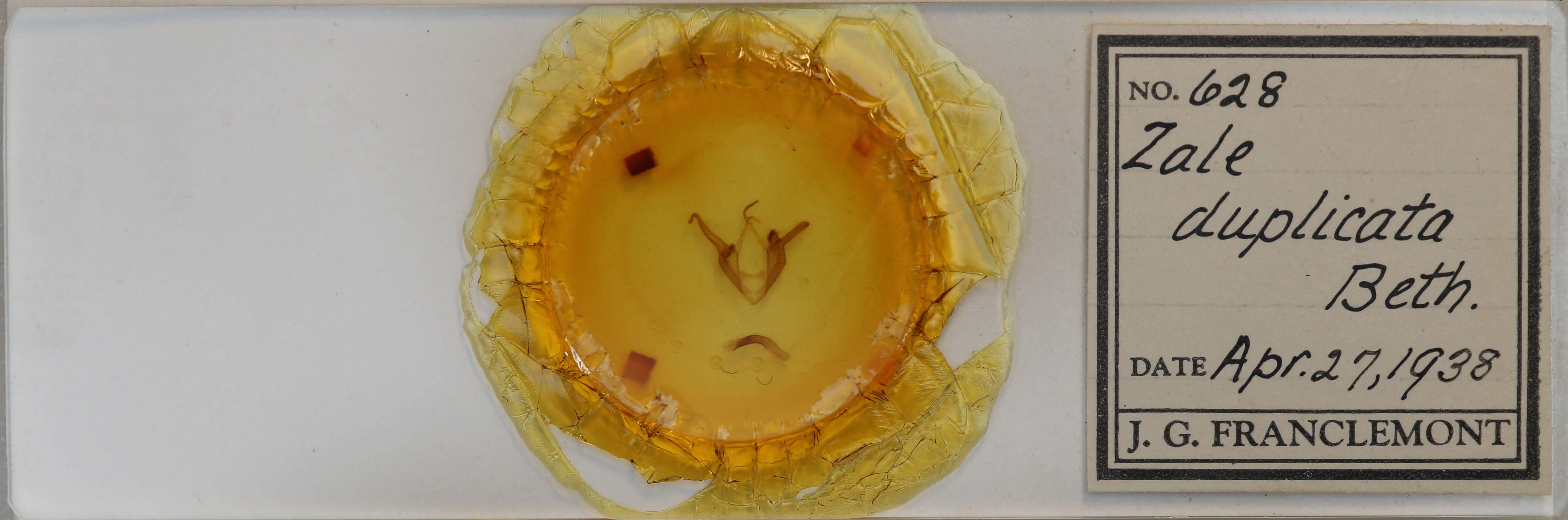 slide view of adult Zale duplicata