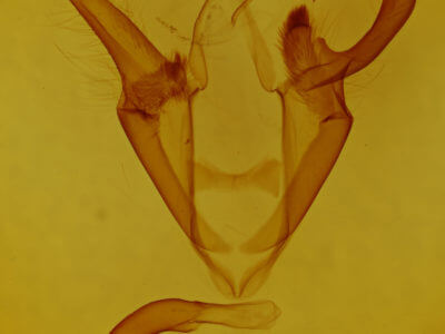 genitalia view of adult Zale duplicata