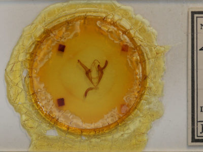 slide view of adult Zale duplicata