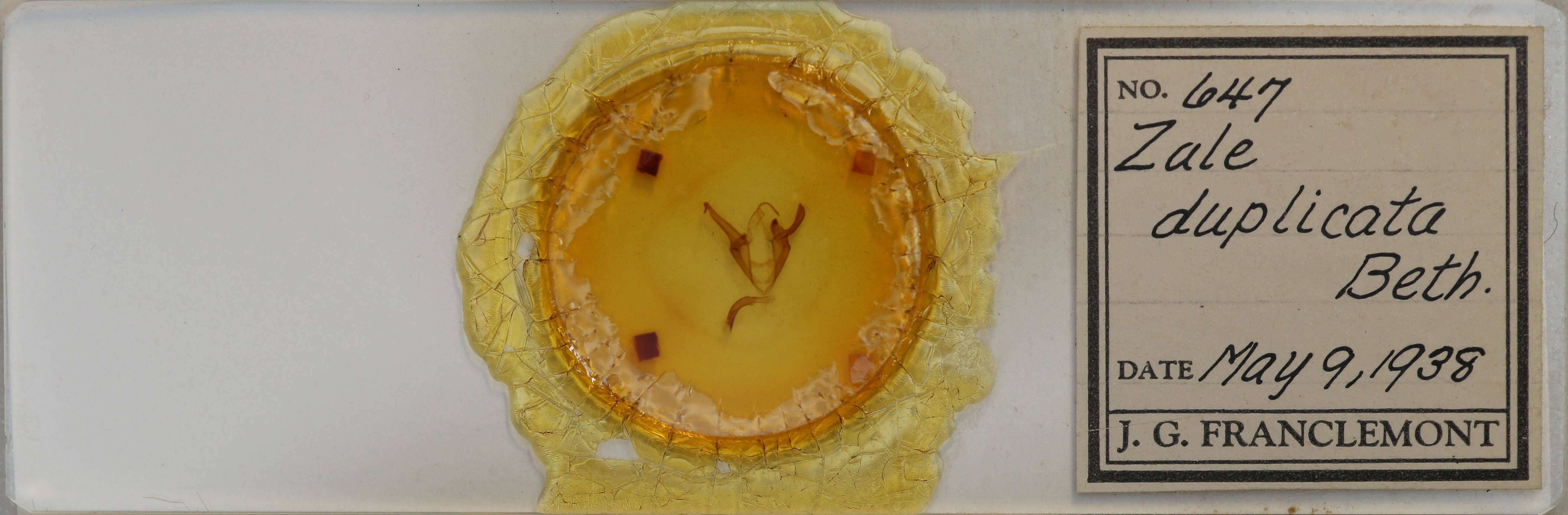 slide view of adult Zale duplicata