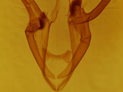 genitalia view of adult Zale duplicata