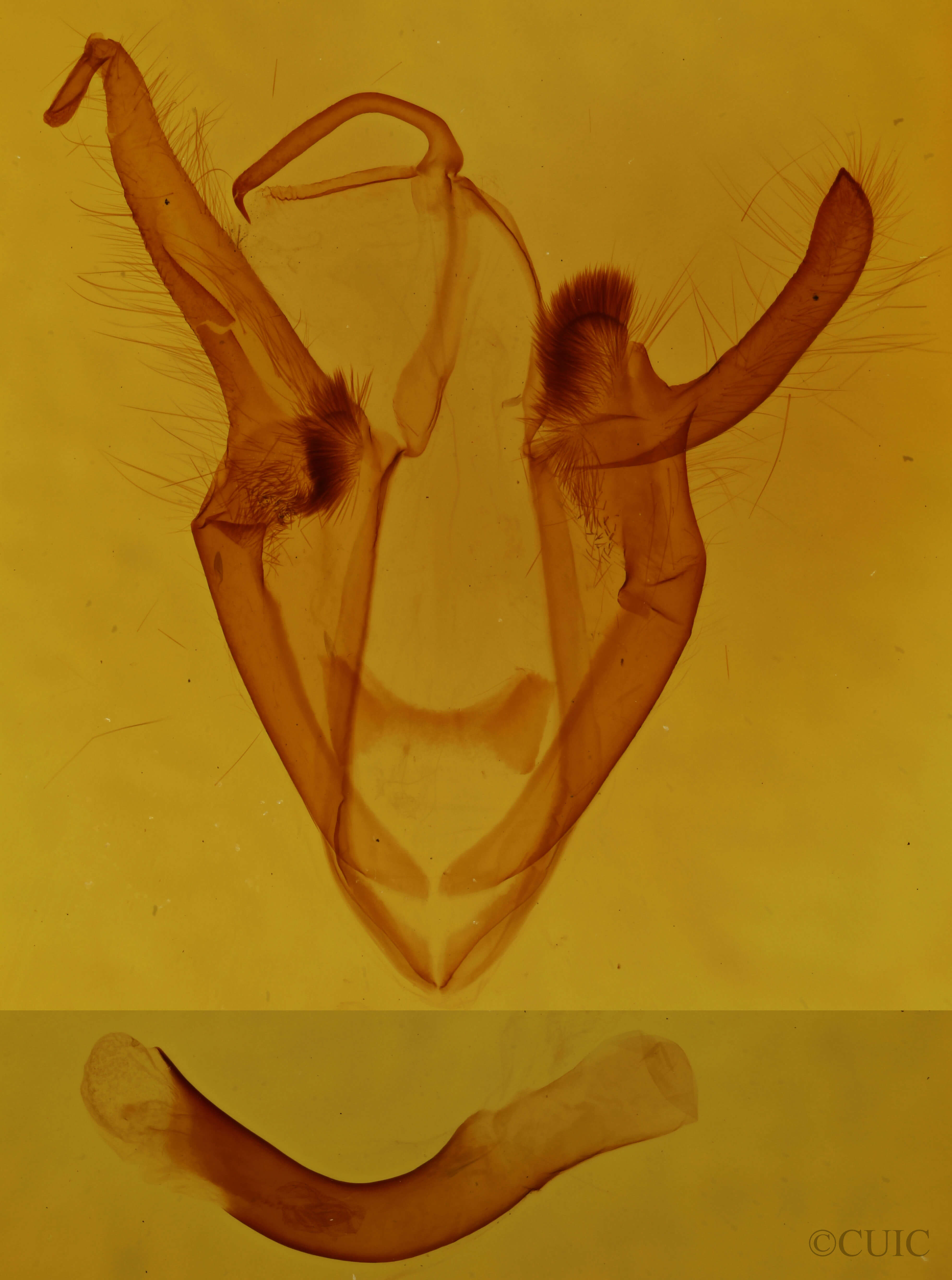 genitalia view of adult Zale duplicata