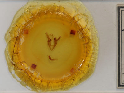 slide view of adult Zale duplicata