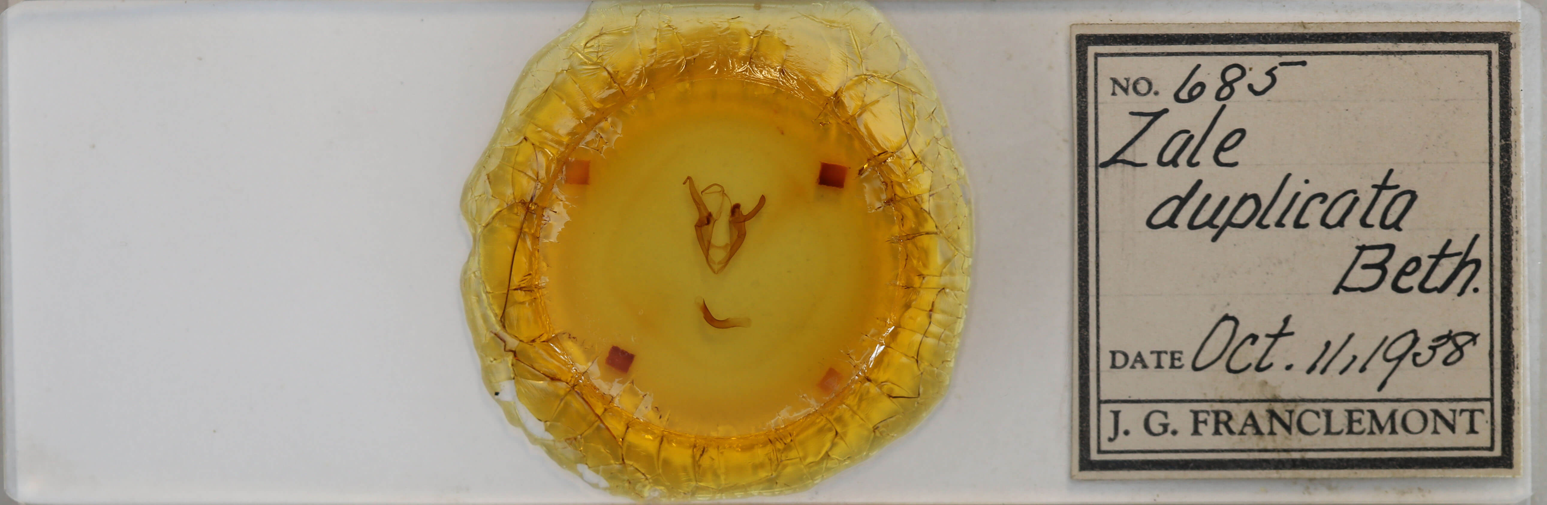 slide view of adult Zale duplicata