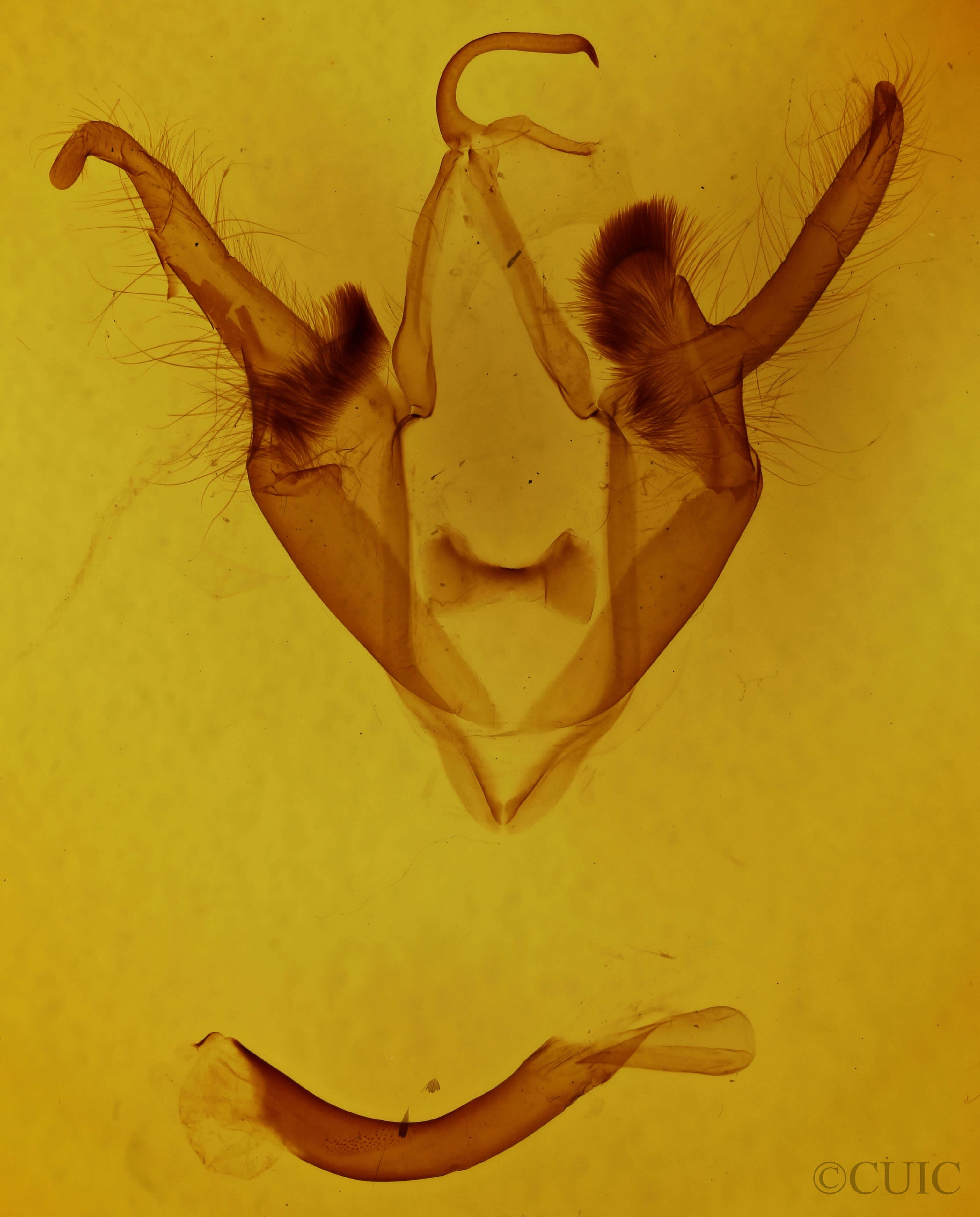 genitalia view of adult Zale helata