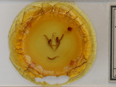 slide view of adult Zale helata