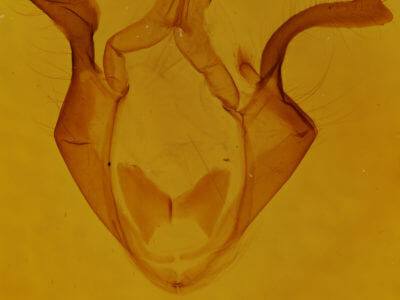 genitalia view of adult Zale horrida