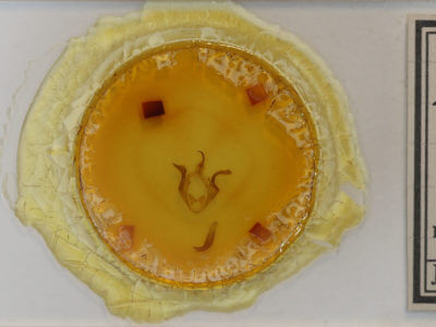 slide view of adult Zale horrida