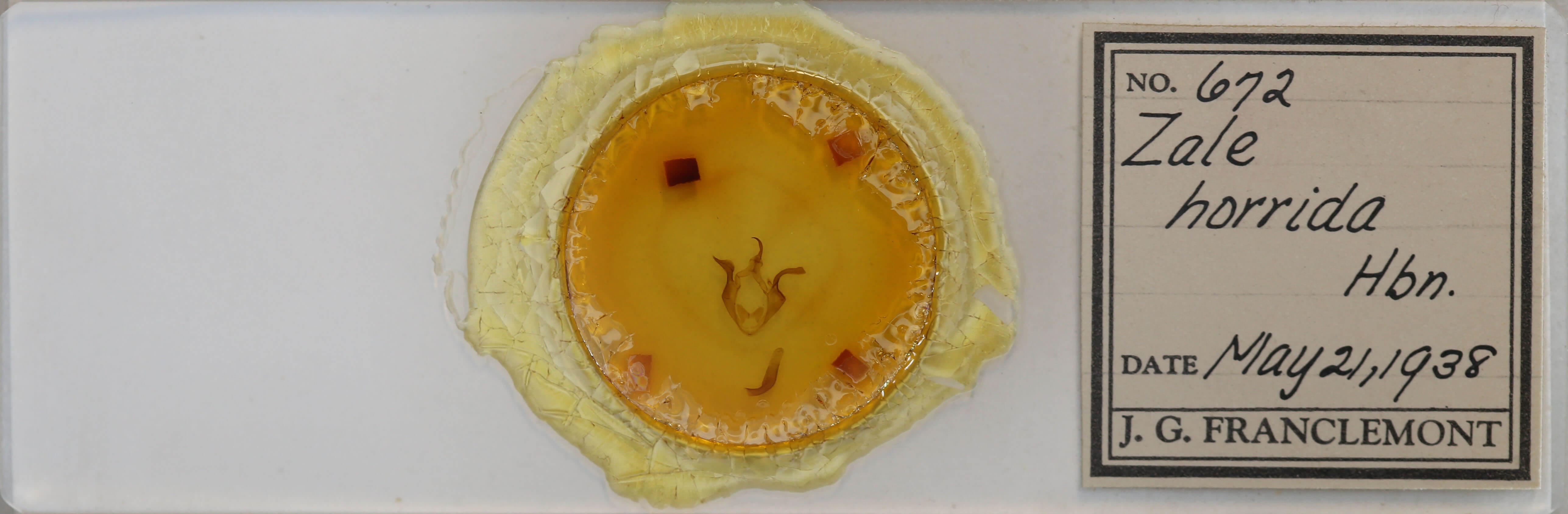 slide view of adult Zale horrida