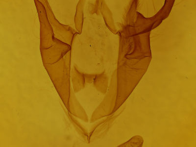 genitalia view of adult Zale minerea