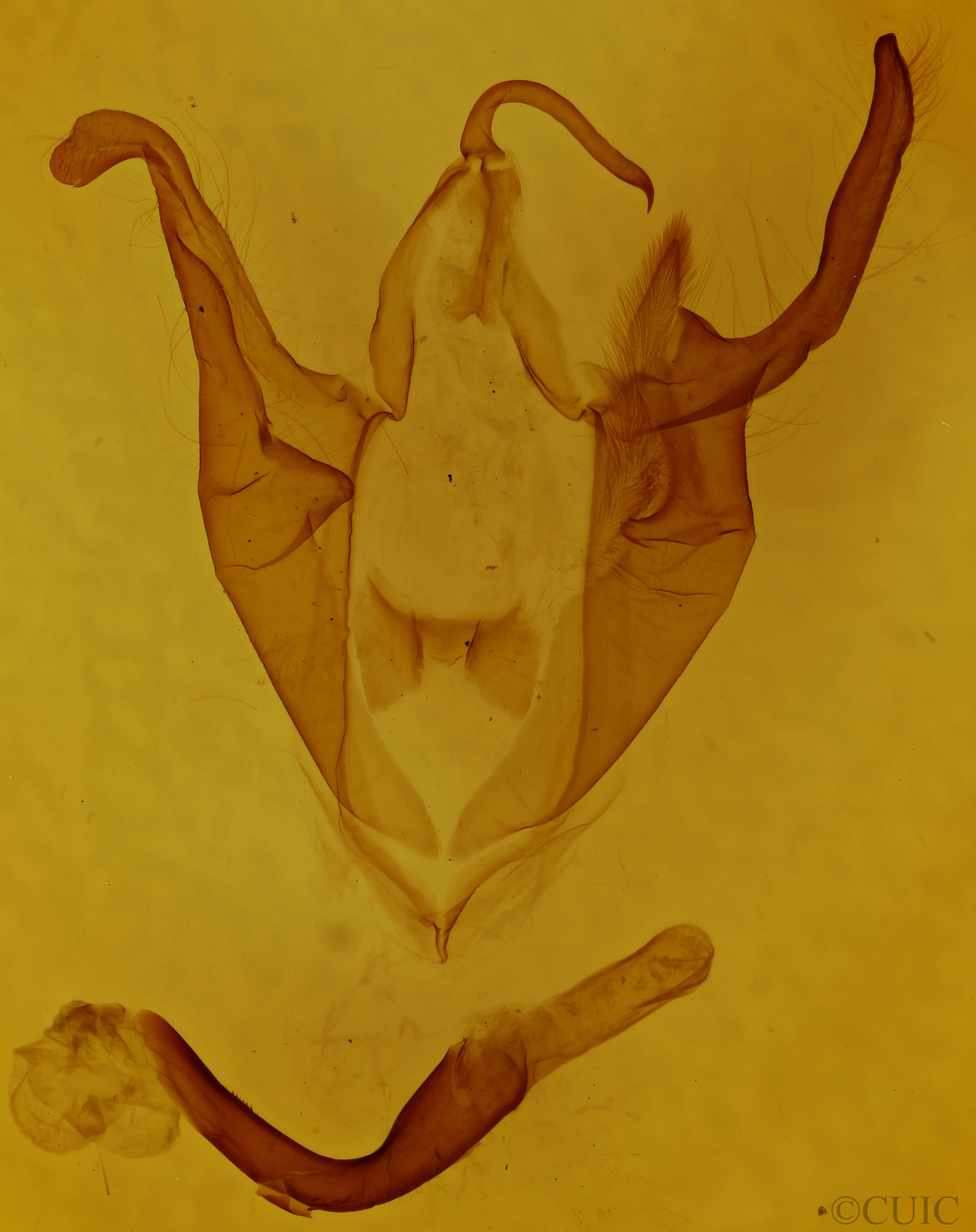 genitalia view of adult Zale minerea