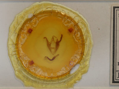 slide view of adult Zale minerea