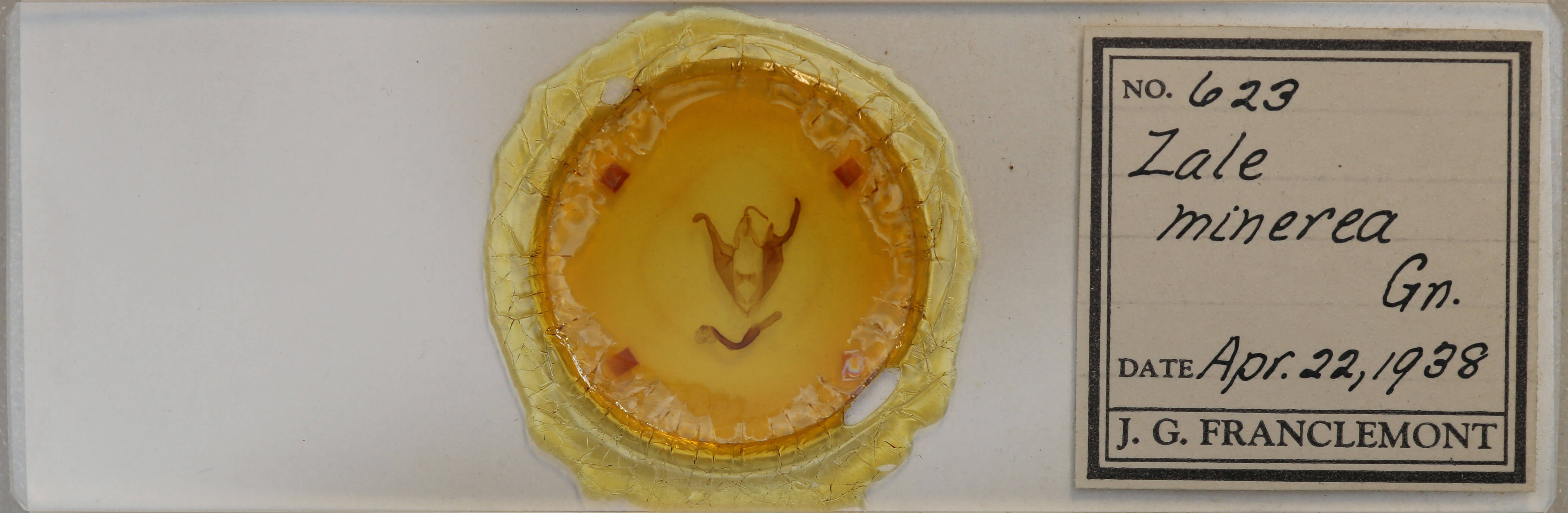 slide view of adult Zale minerea