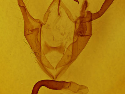 genitalia view of adult Zale minerea