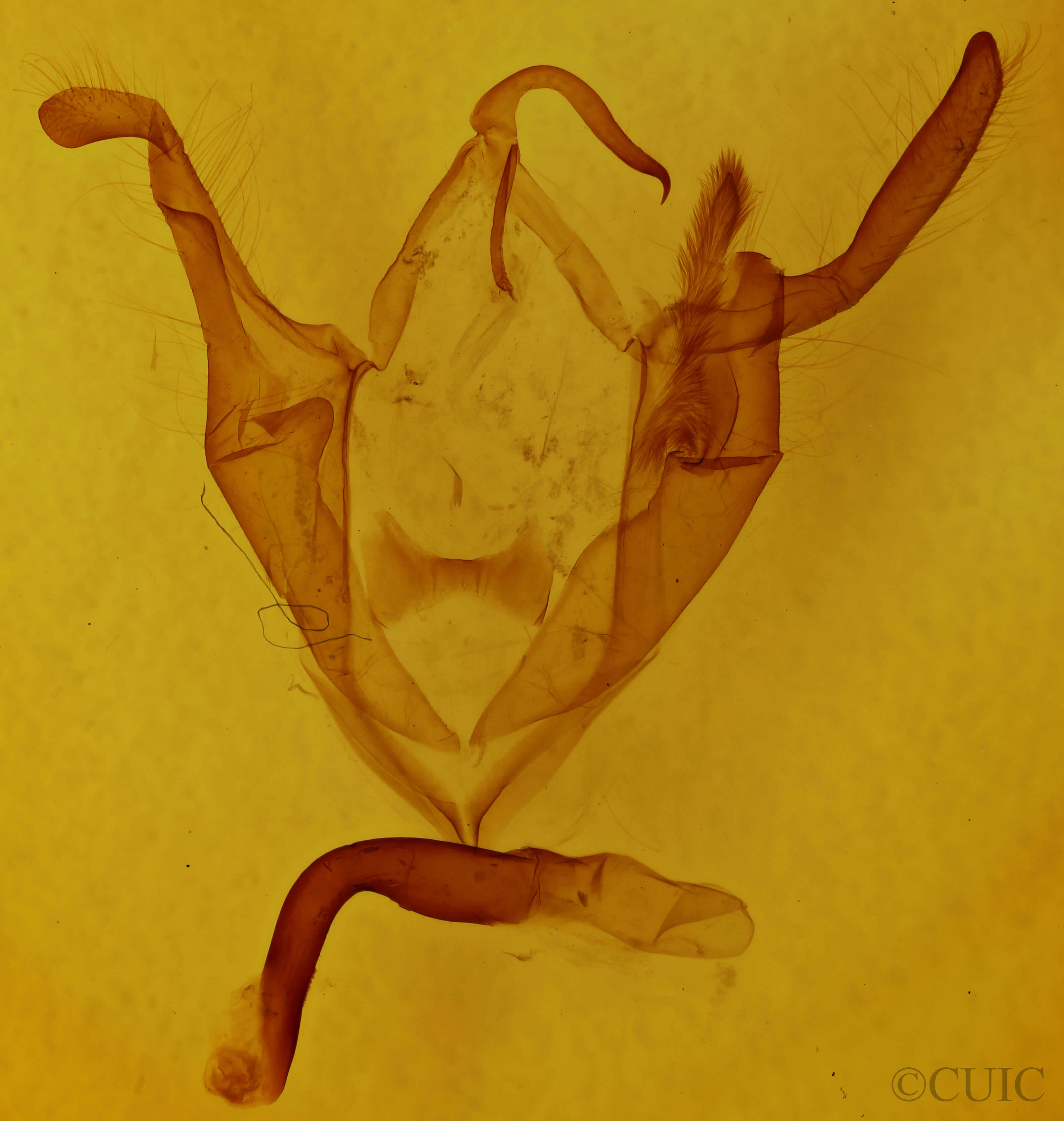 genitalia view of adult Zale minerea