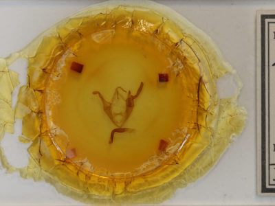 slide view of adult Zale minerea