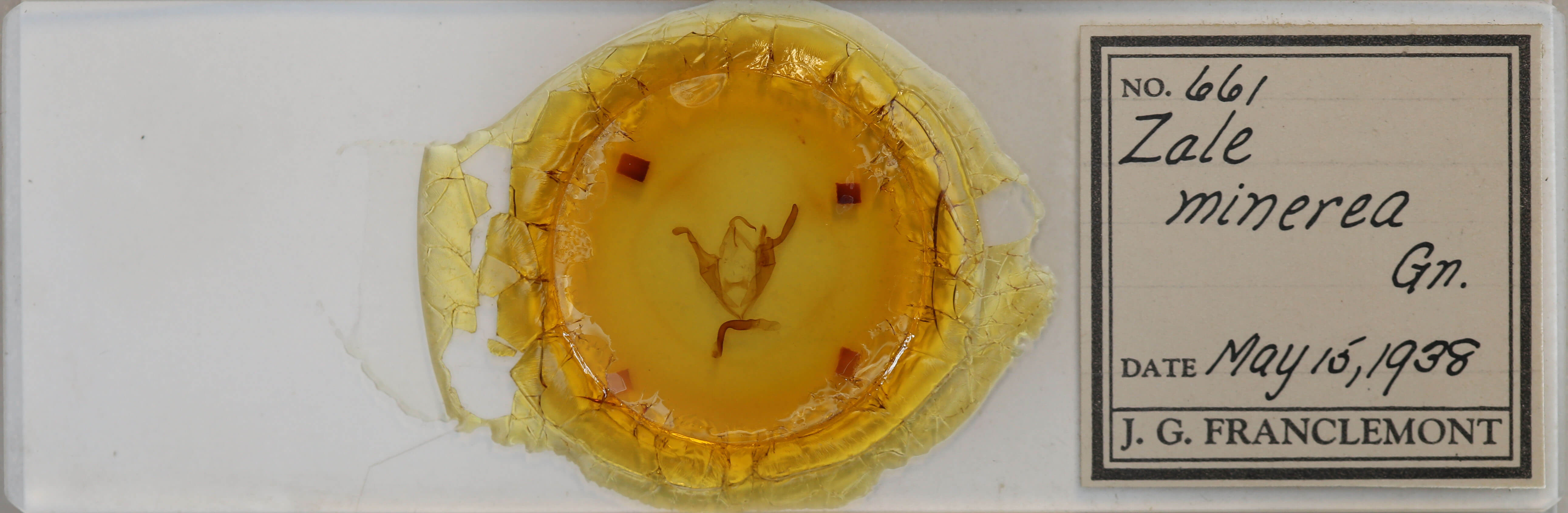 slide view of adult Zale minerea