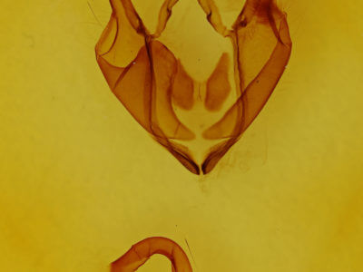 genitalia view of adult Zale undularis