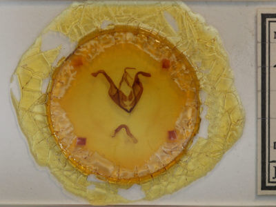 slide view of adult Zale undularis