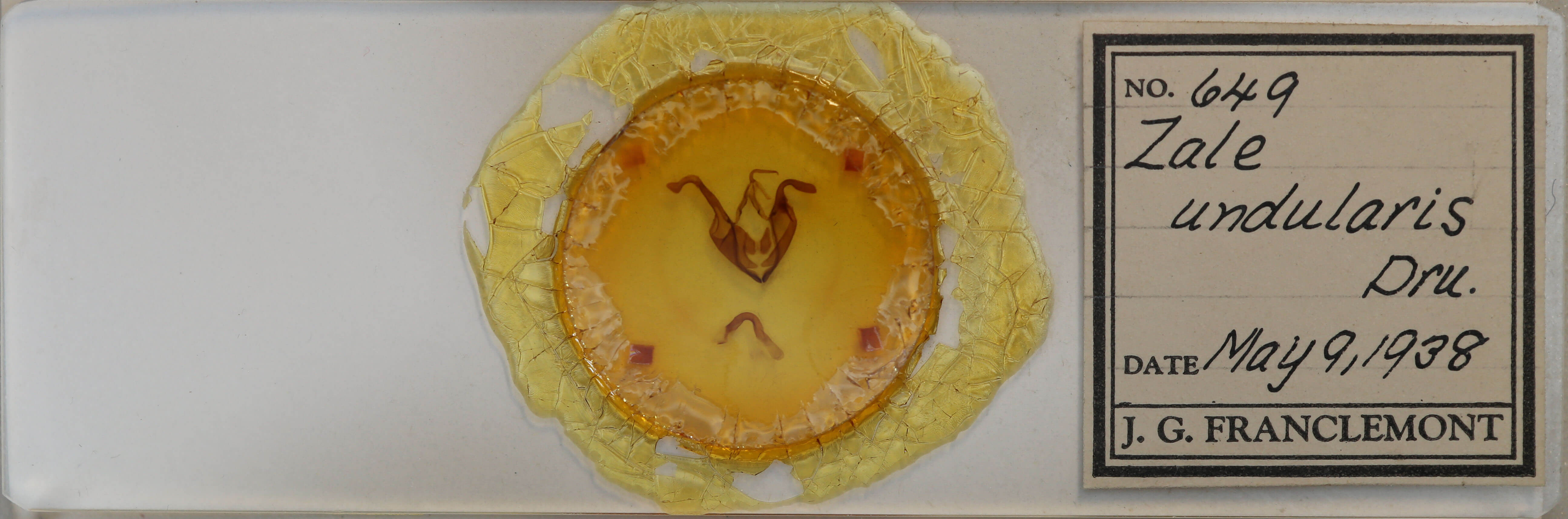 slide view of adult Zale undularis