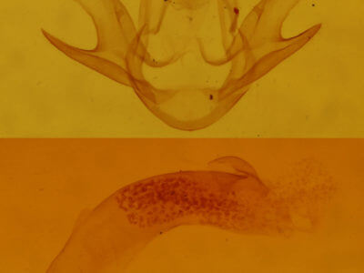 genitalia view of adult Zanclognatha jacchusalis