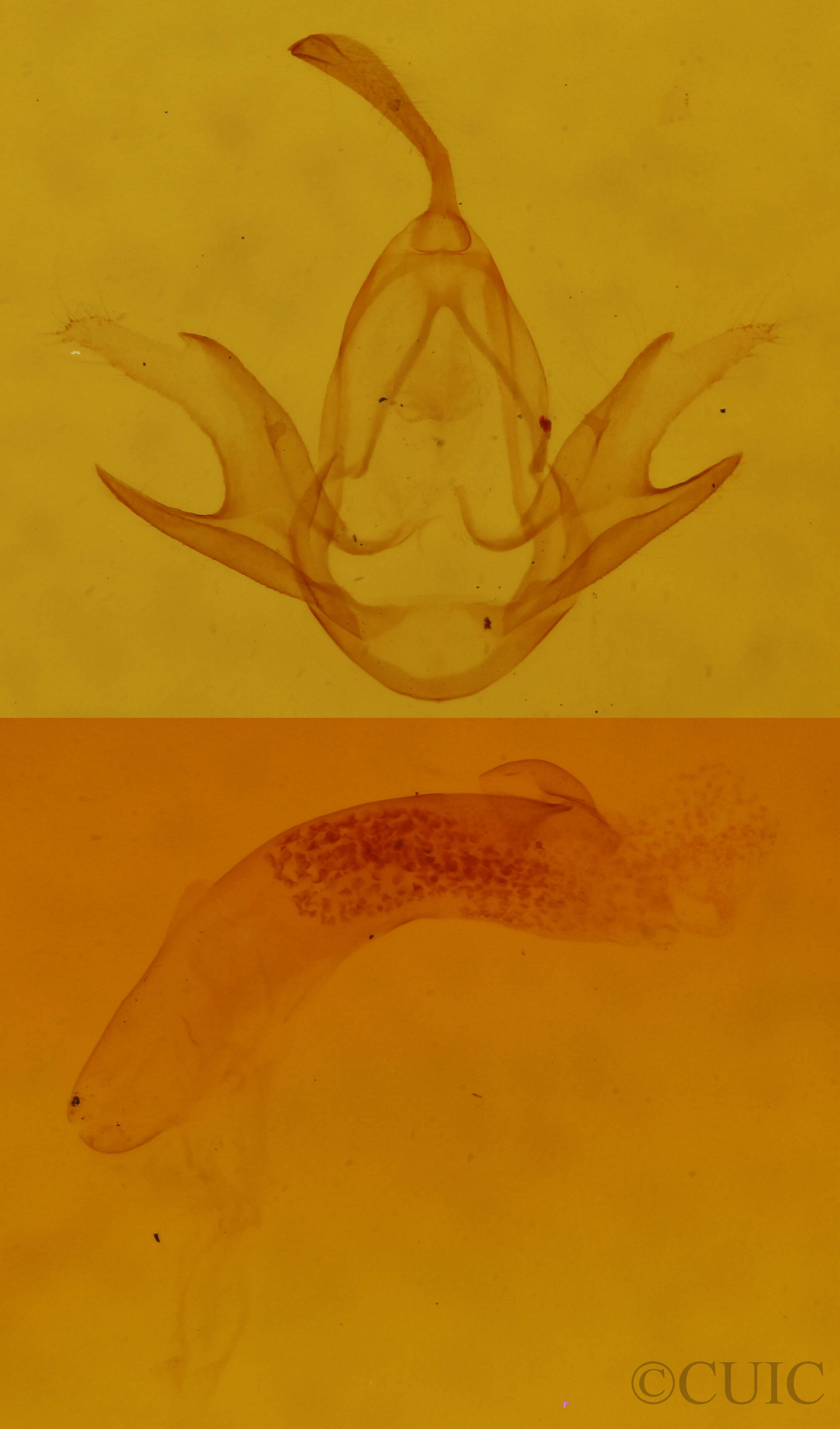 genitalia view of adult Zanclognatha jacchusalis