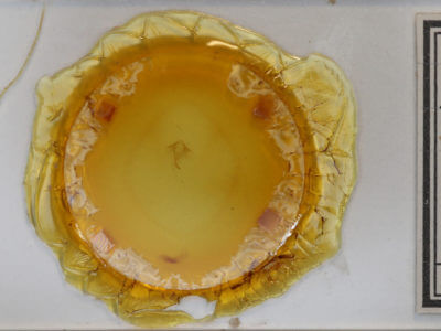 slide view of adult Zanclognatha jacchusalis