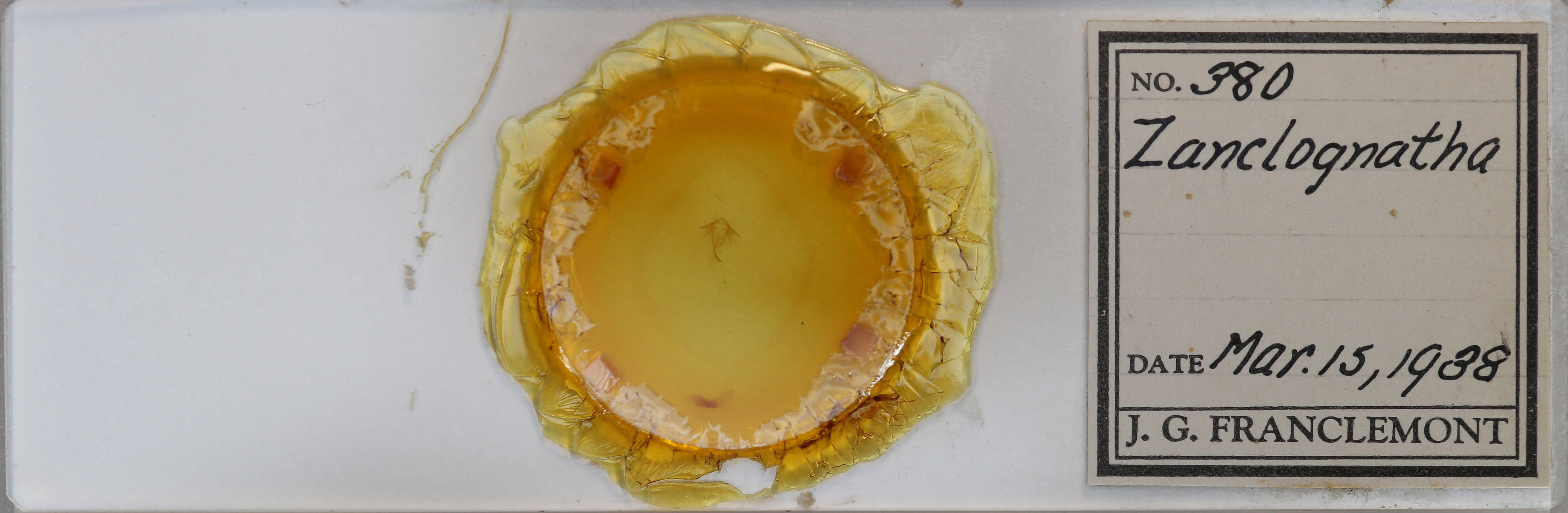 slide view of adult Zanclognatha jacchusalis