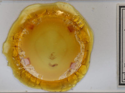 slide view of adult Zanclognatha jacchusalis