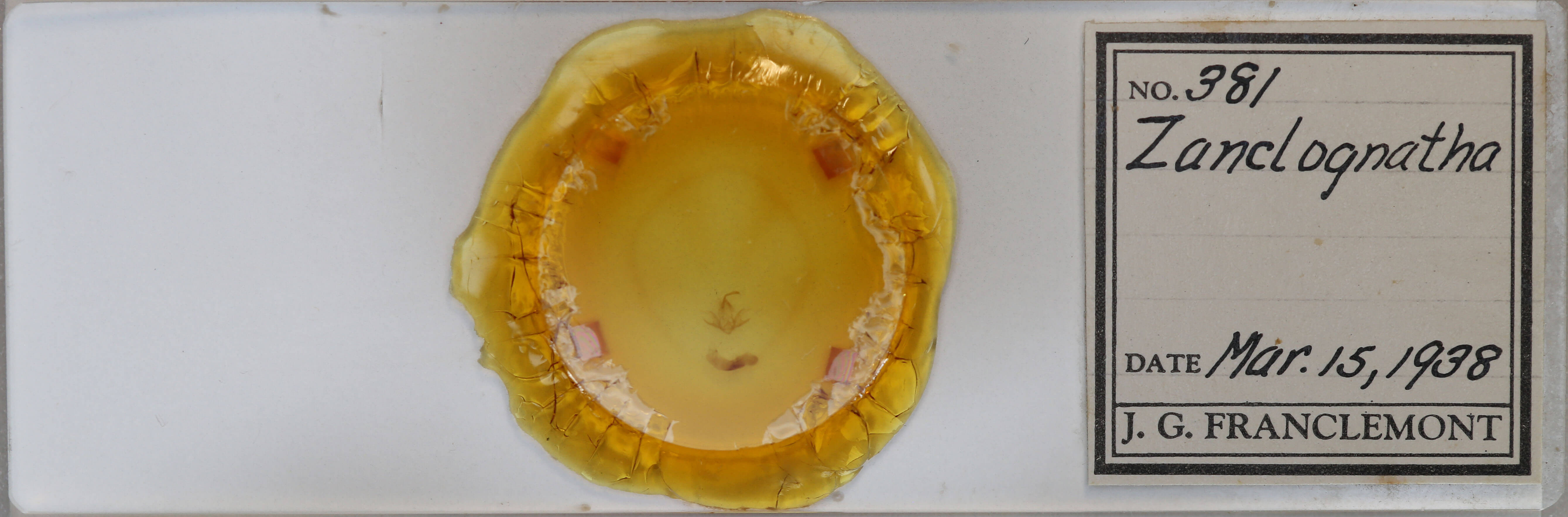 slide view of adult Zanclognatha jacchusalis