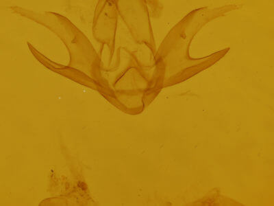 genitalia view of adult Zanclognatha jacchusalis