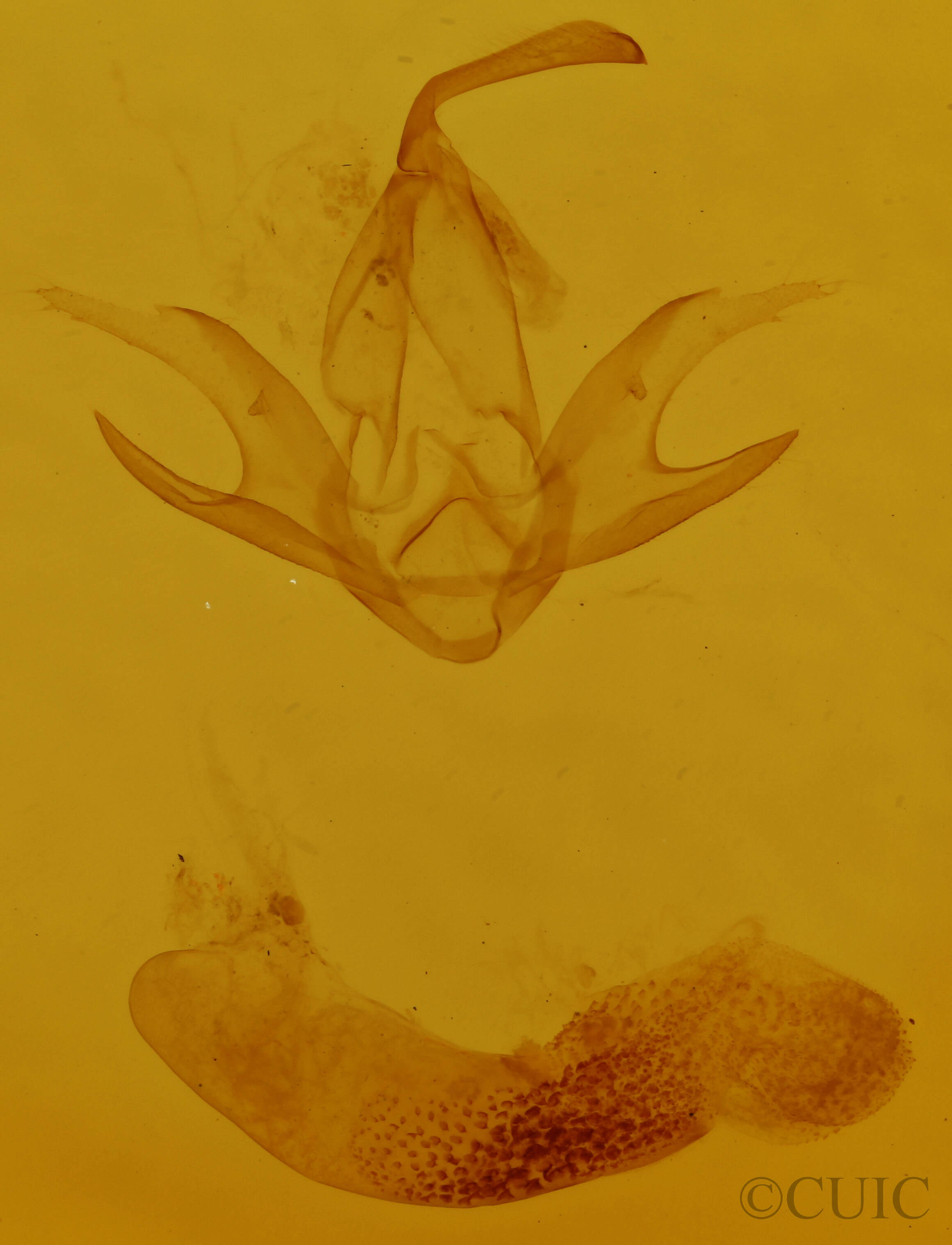 genitalia view of adult Zanclognatha jacchusalis