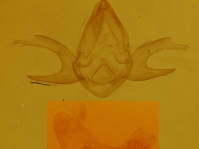 genitalia view of adult  Zanclognatha jacchusalis