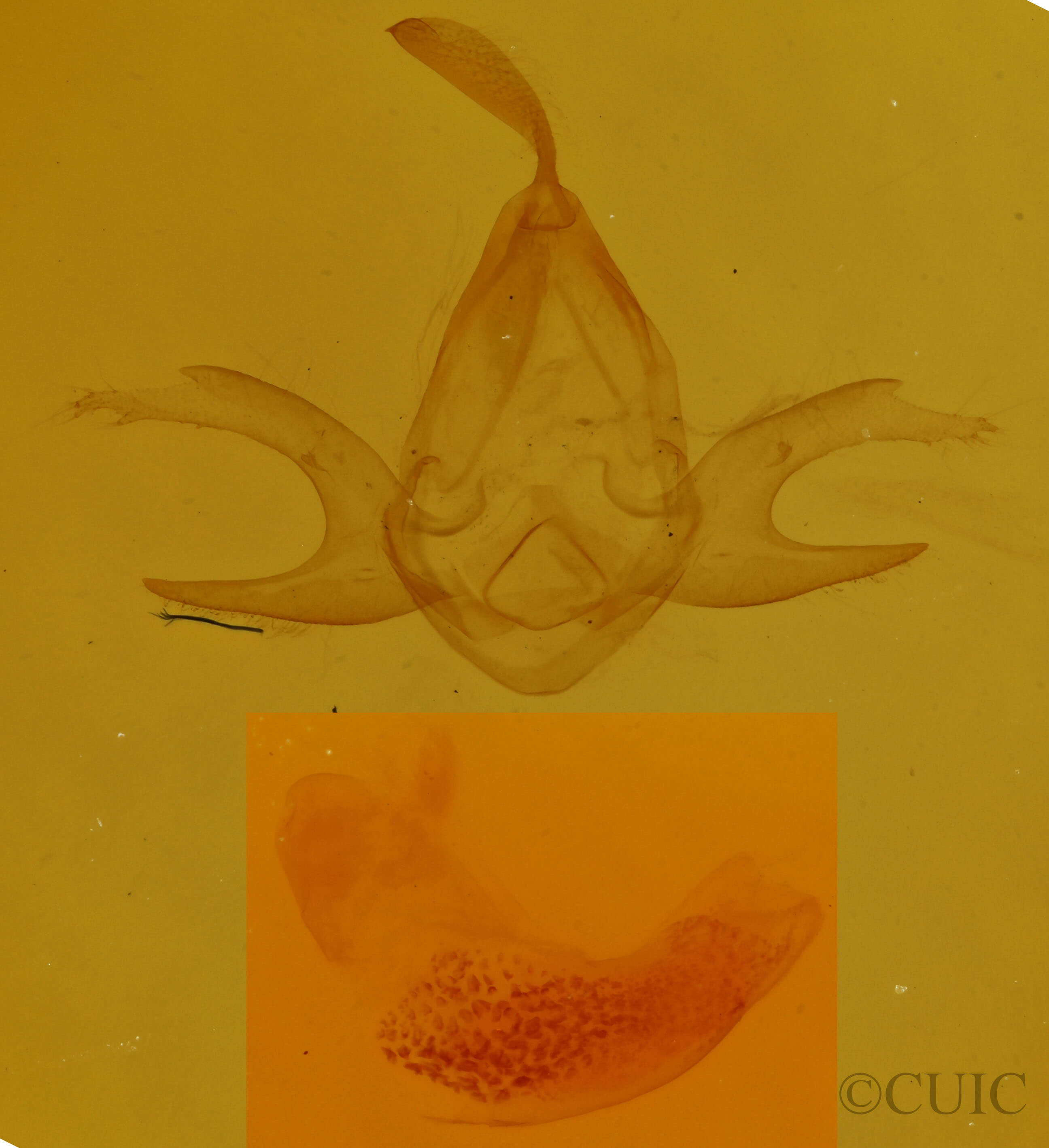 genitalia view of adult  Zanclognatha jacchusalis