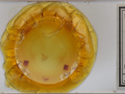 slide view of adult  Zanclognatha jacchusalis