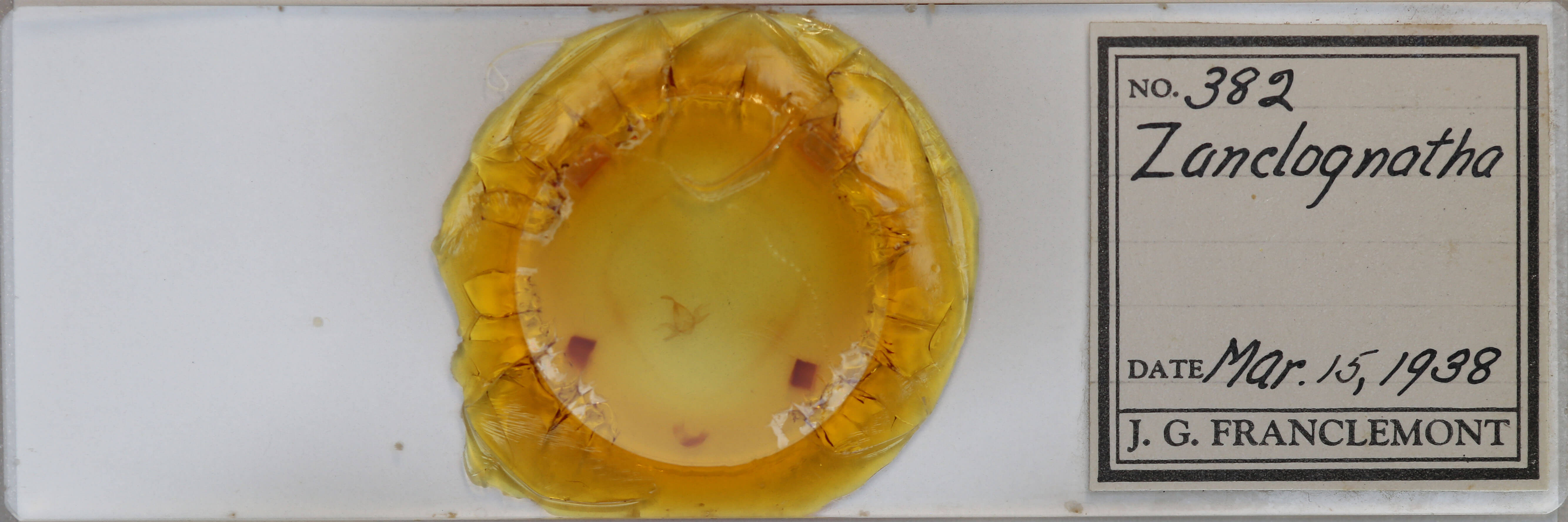 slide view of adult  Zanclognatha jacchusalis