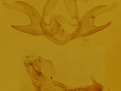 genitalia view of adult  Zanclognatha jacchusalis