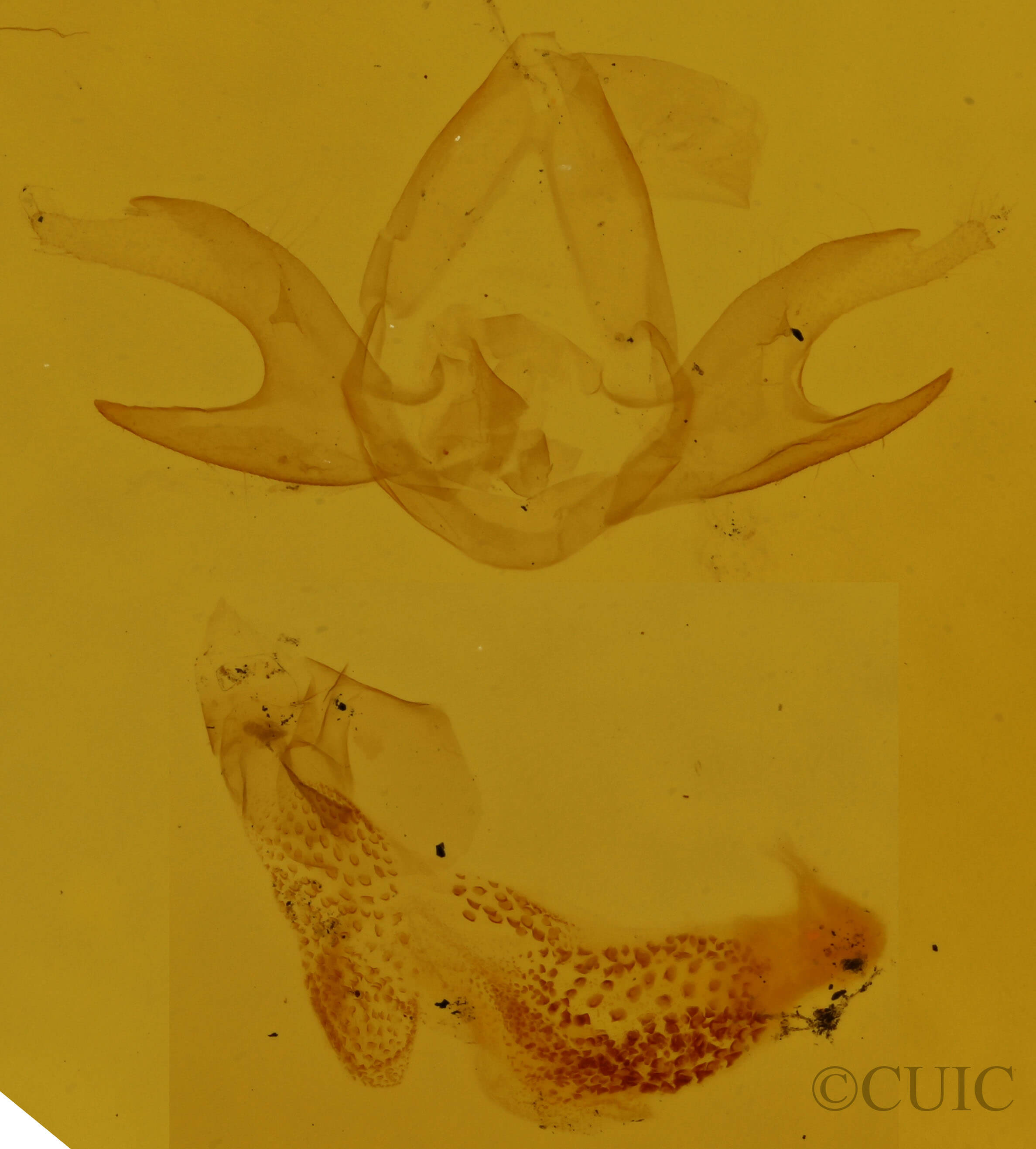 genitalia view of adult  Zanclognatha jacchusalis