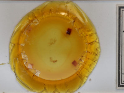 slide view of adult  Zanclognatha jacchusalis