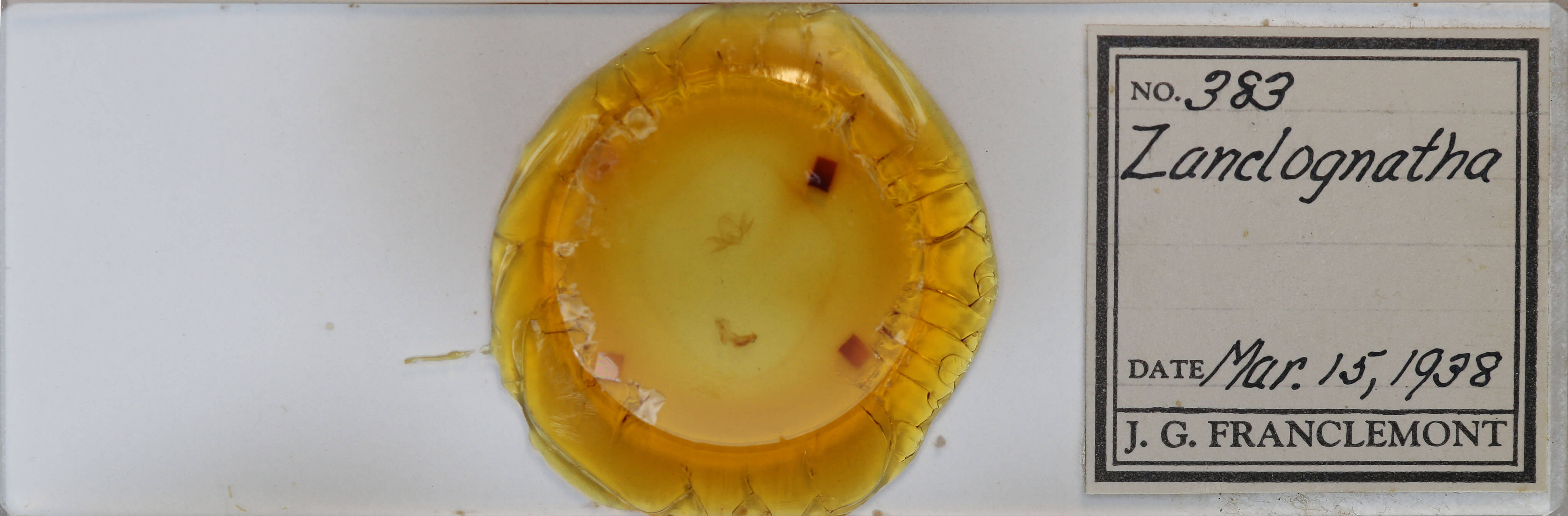 slide view of adult  Zanclognatha jacchusalis