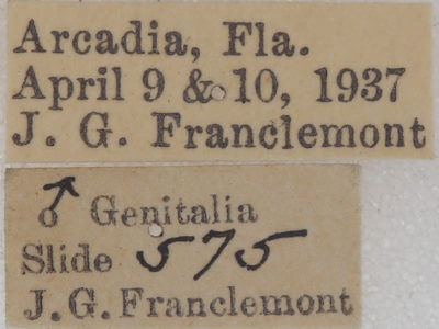 label view of adult Lambdina fervidaria