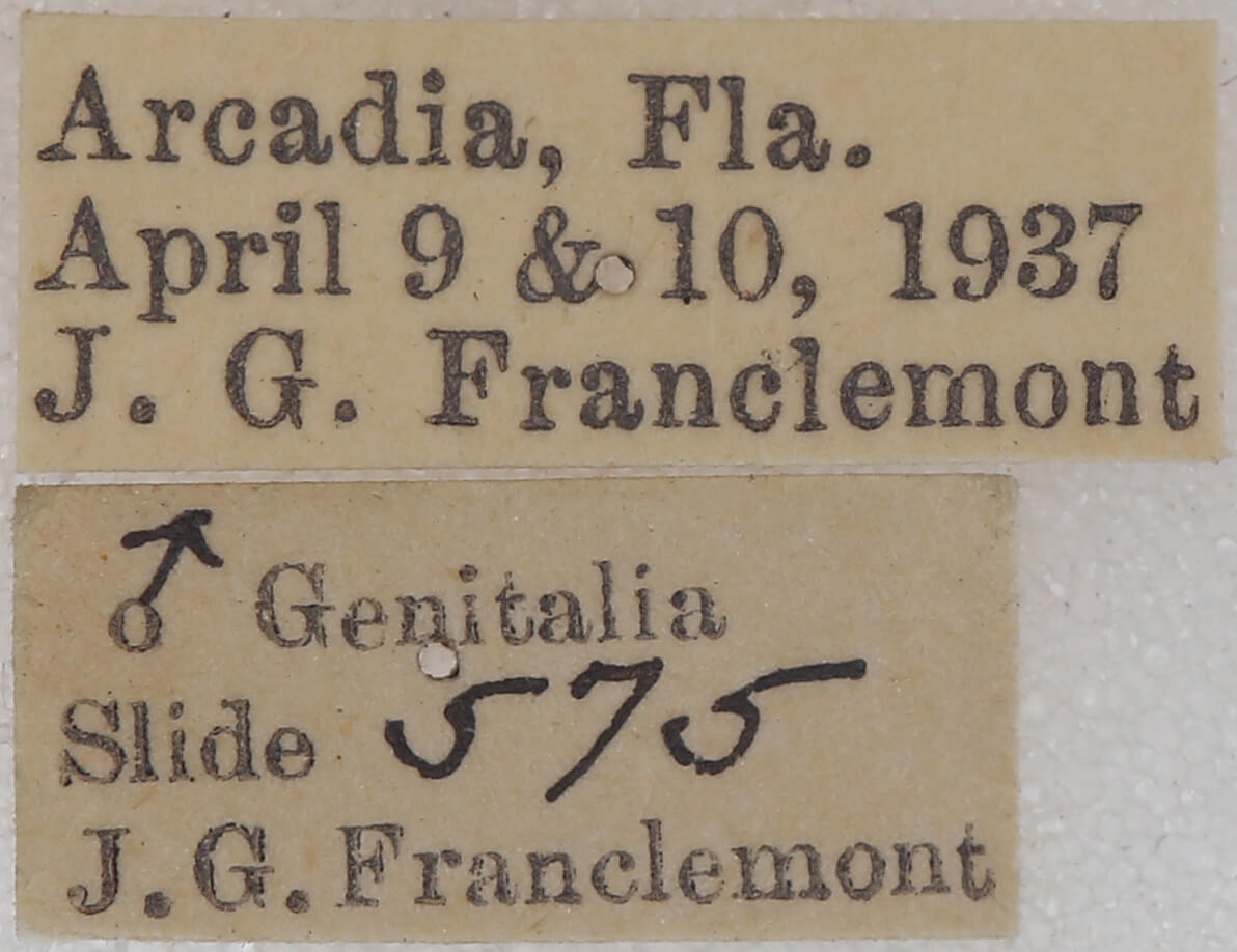 label view of adult Lambdina fervidaria