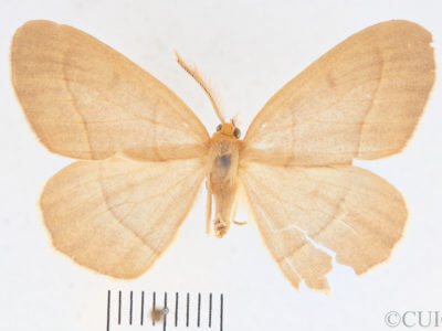 dorsal view of adult Lambdina fervidaria