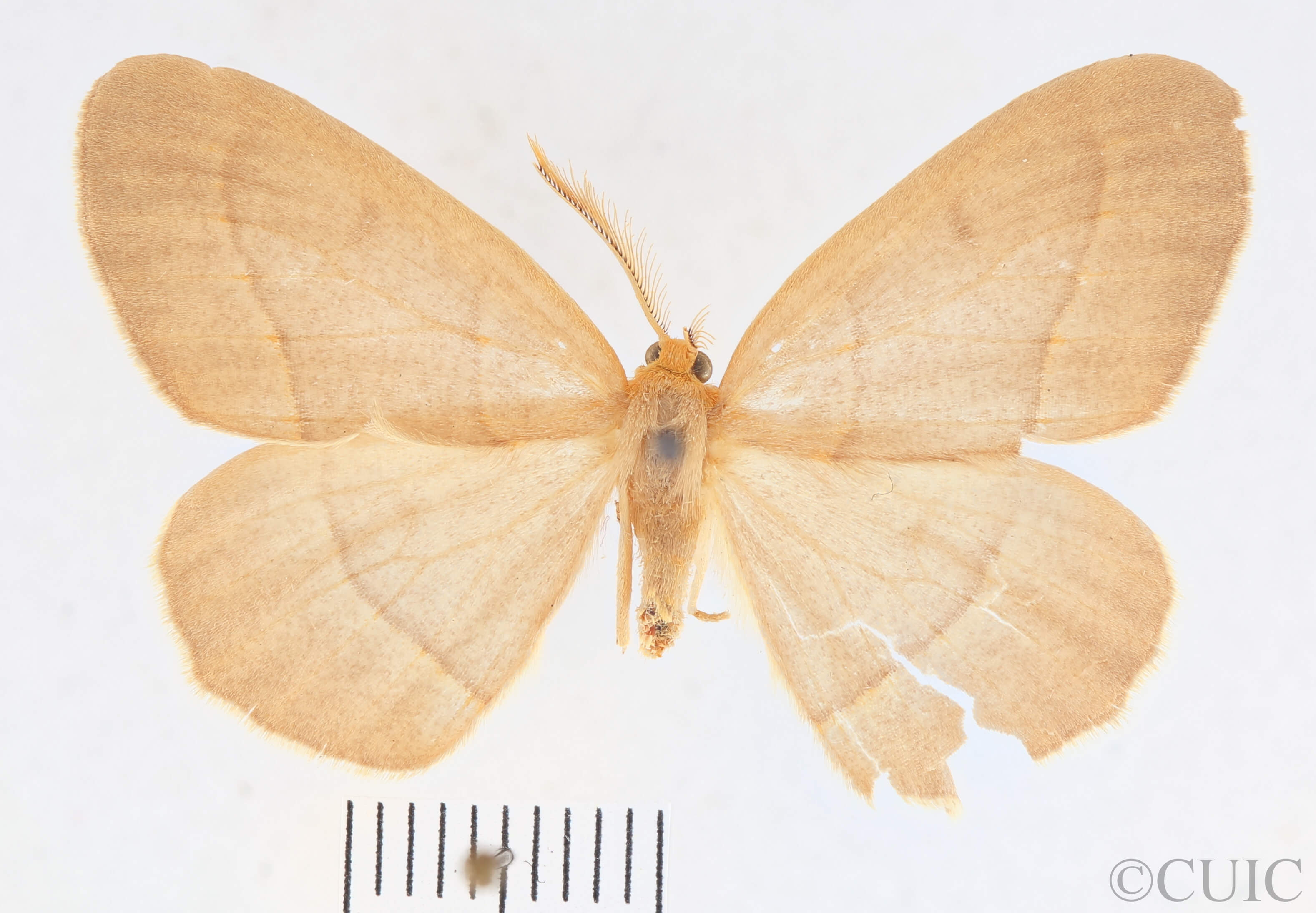 dorsal view of adult Lambdina fervidaria