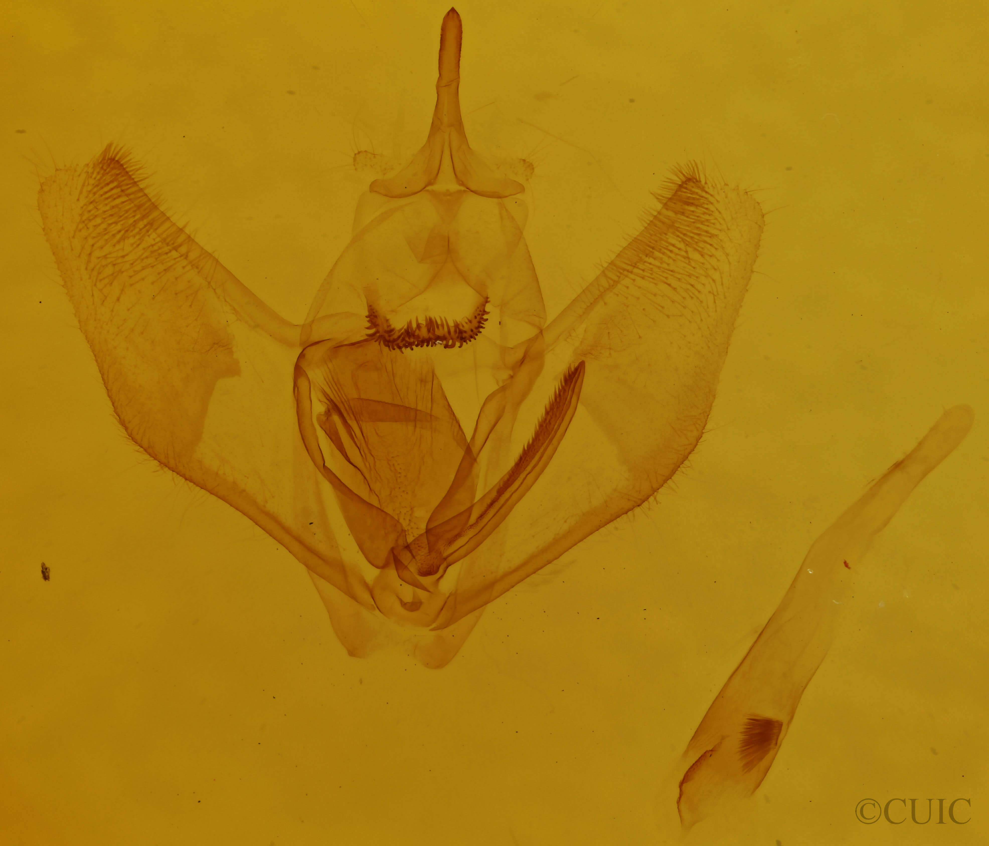 genitalia view of adult Lambdina fervidaria