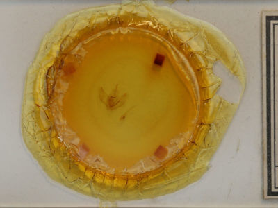 slide view of adult Lambdina fervidaria