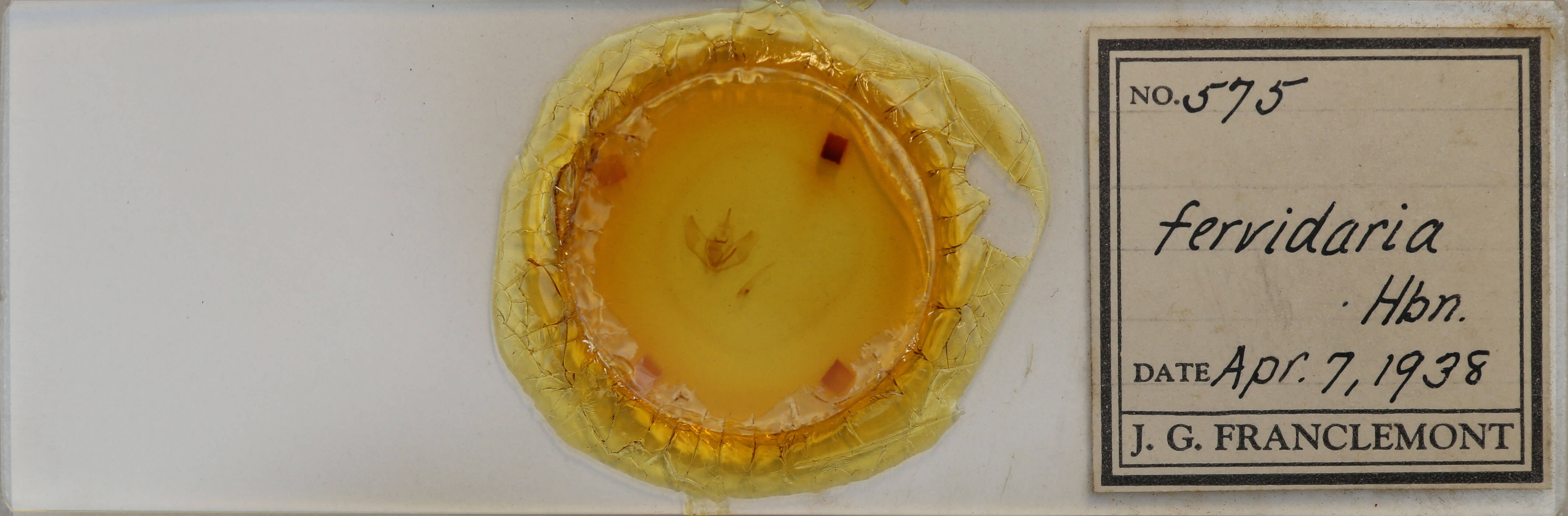 slide view of adult Lambdina fervidaria