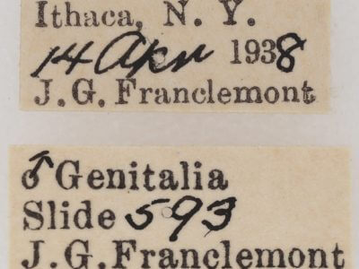 label view of adult Nola triquetrana