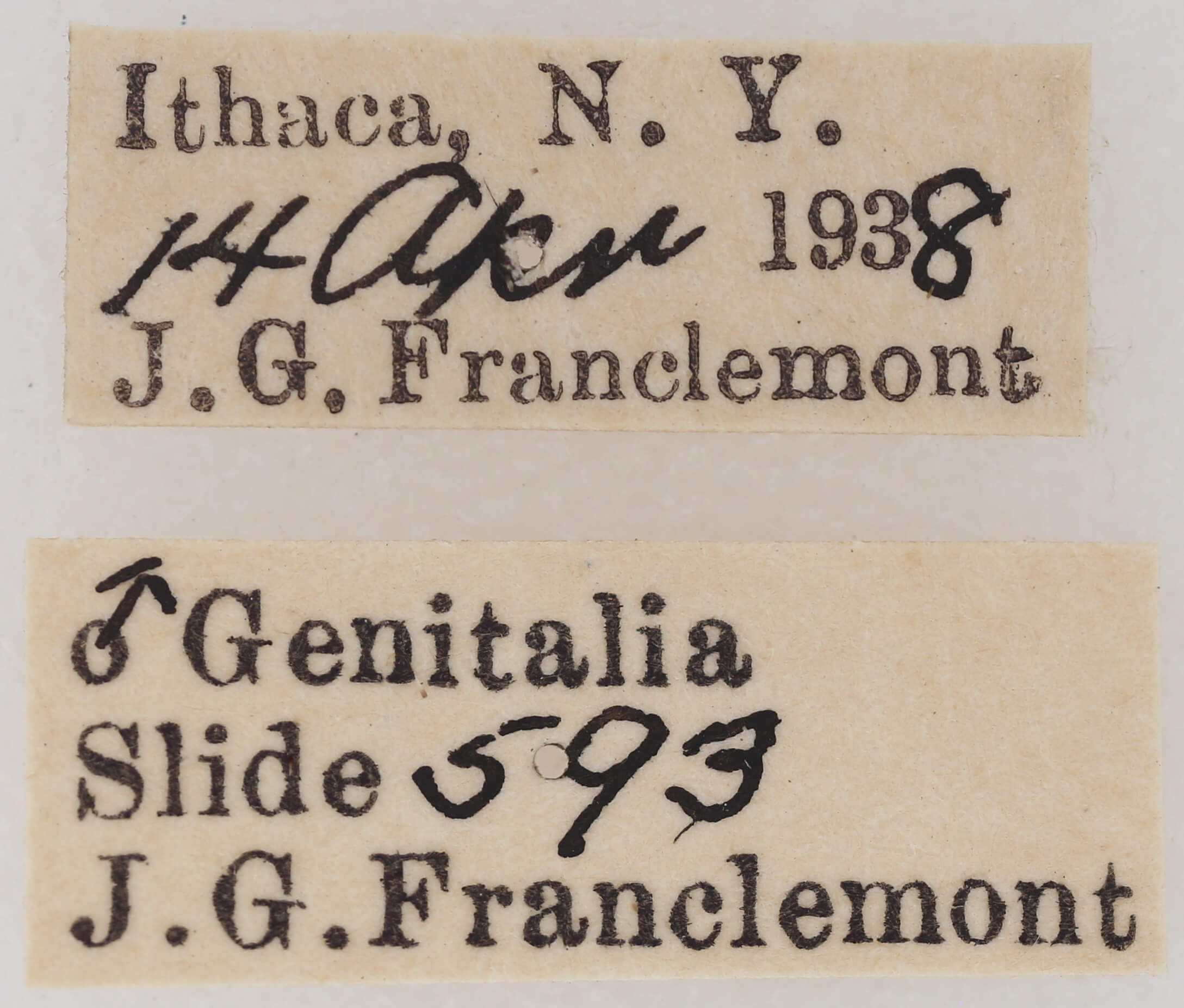 label view of adult Nola triquetrana