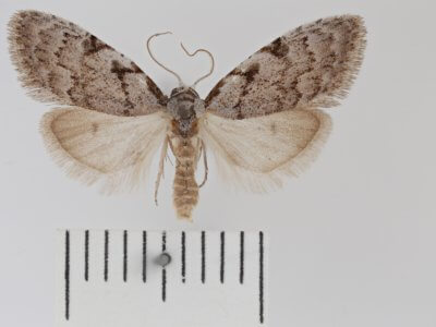 dorsal view of adult Nola triquetrana